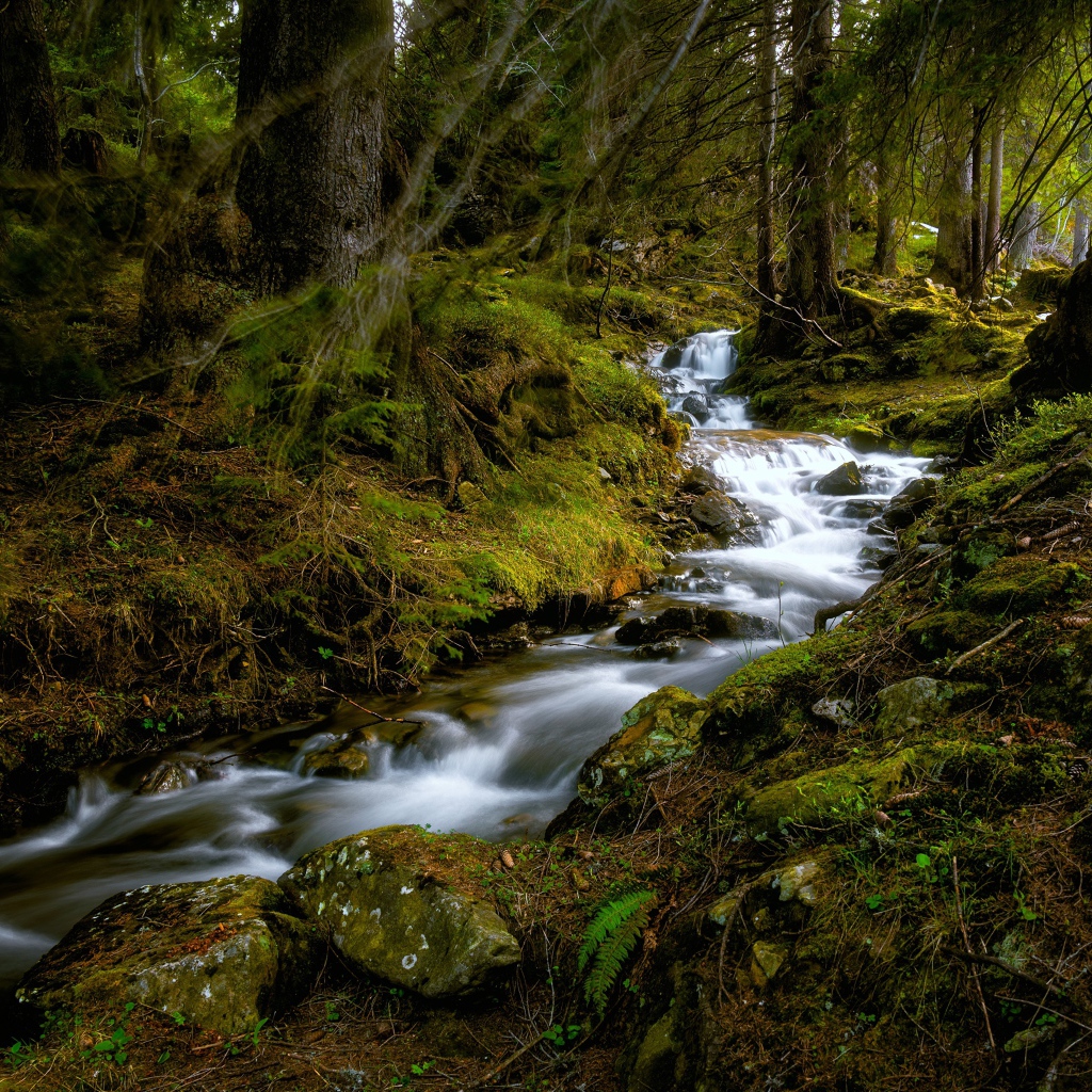 Быстрый ручей в холодном темном лесу 