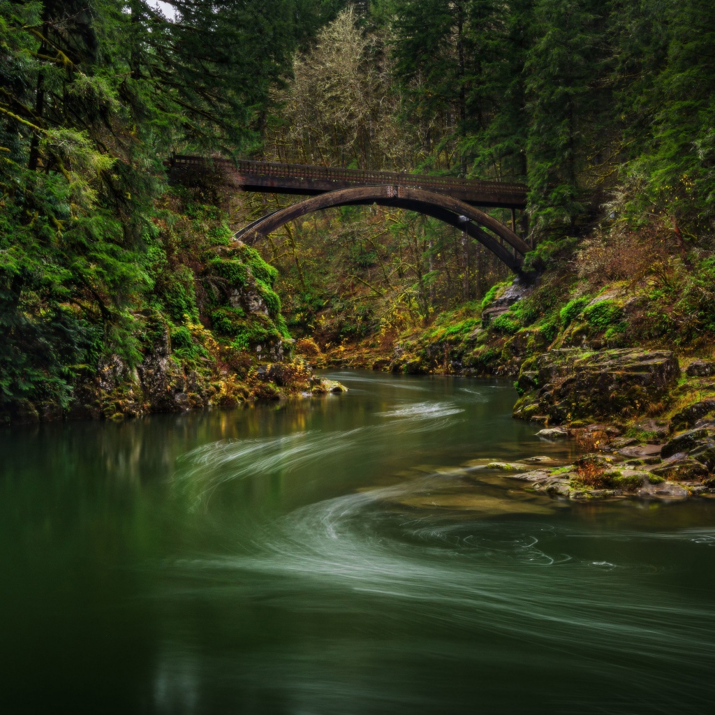 Спокойная река в зеленом лесу