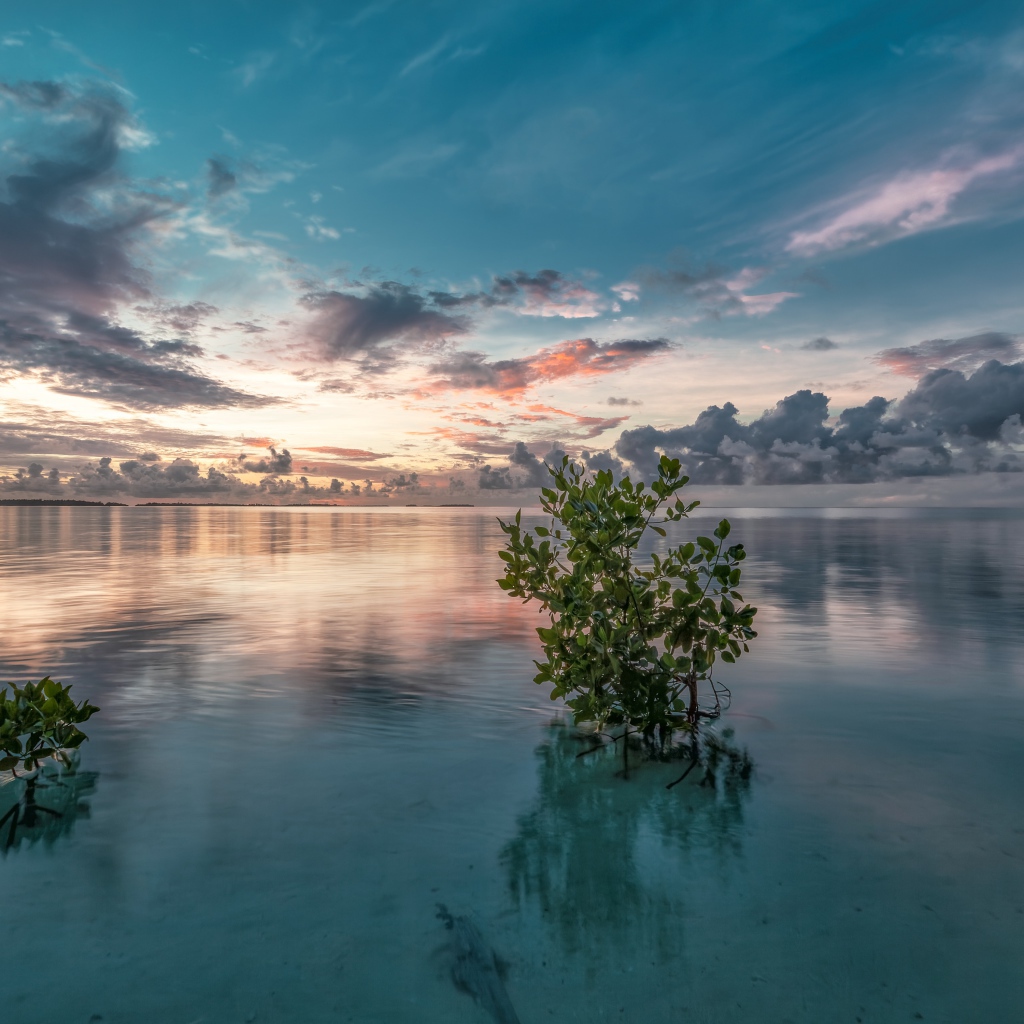 Зеленые ветки в  чистой воде озера 