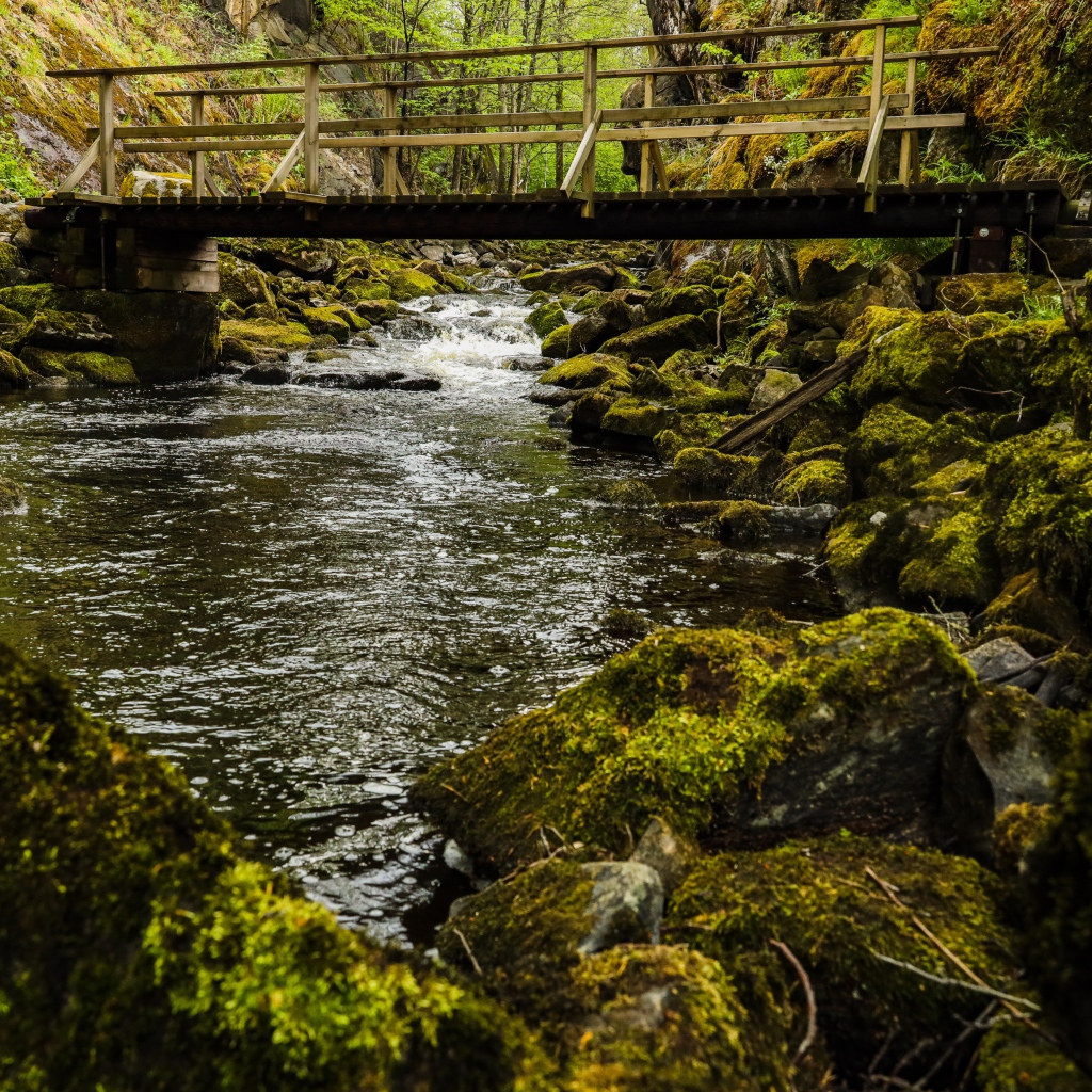 Покрытые мхом камни в реке под мостом