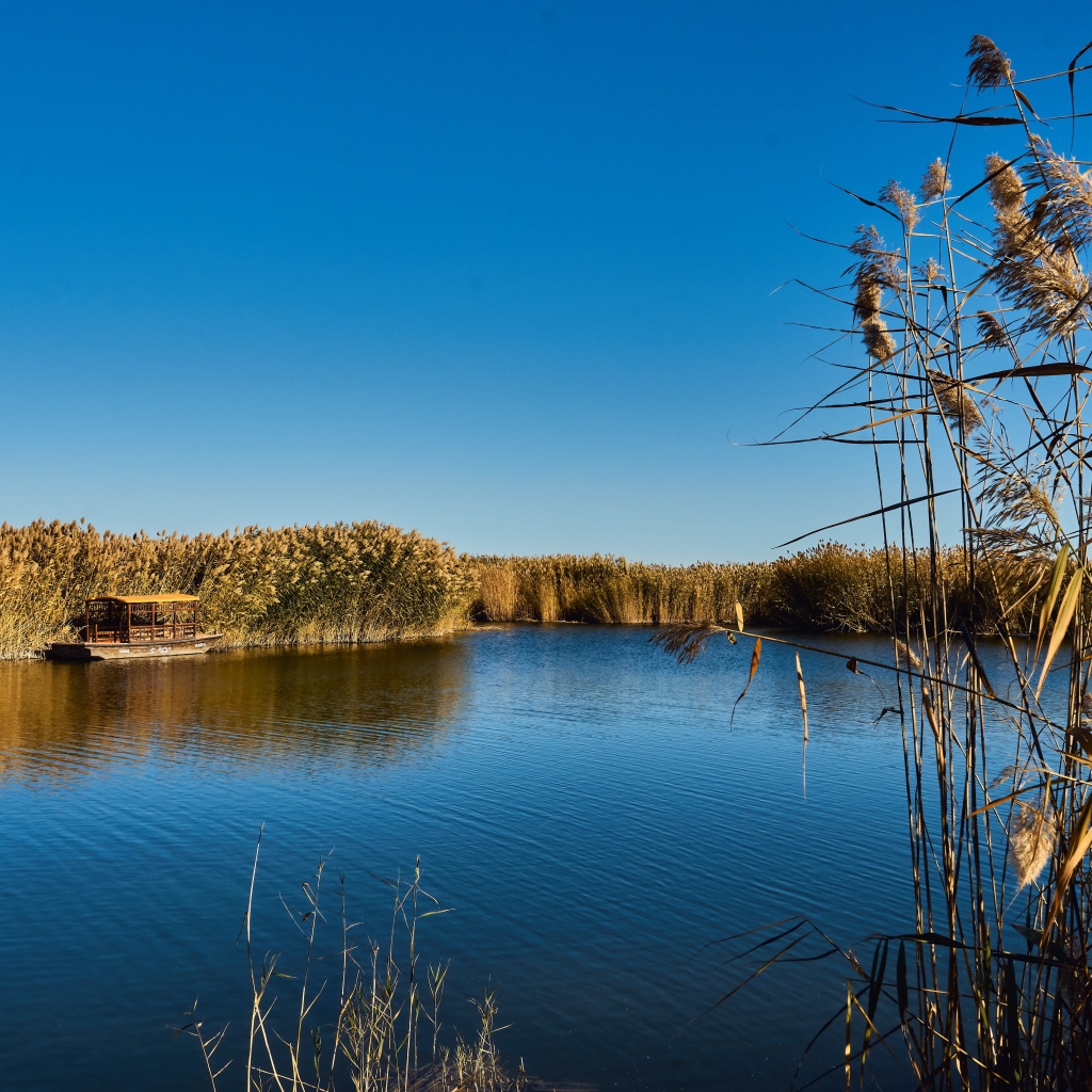 Камыши на берегу озера летом