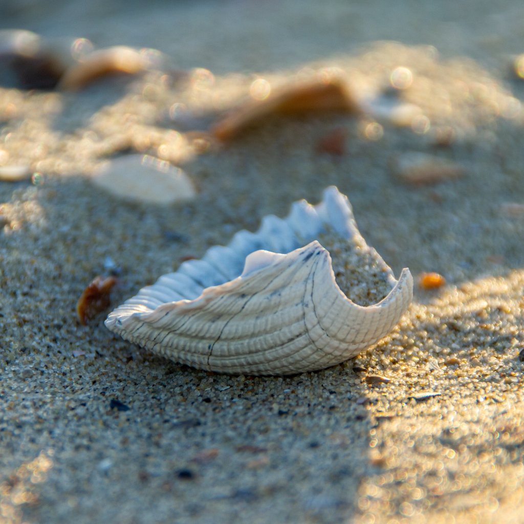 White seashell on hot sand in summer