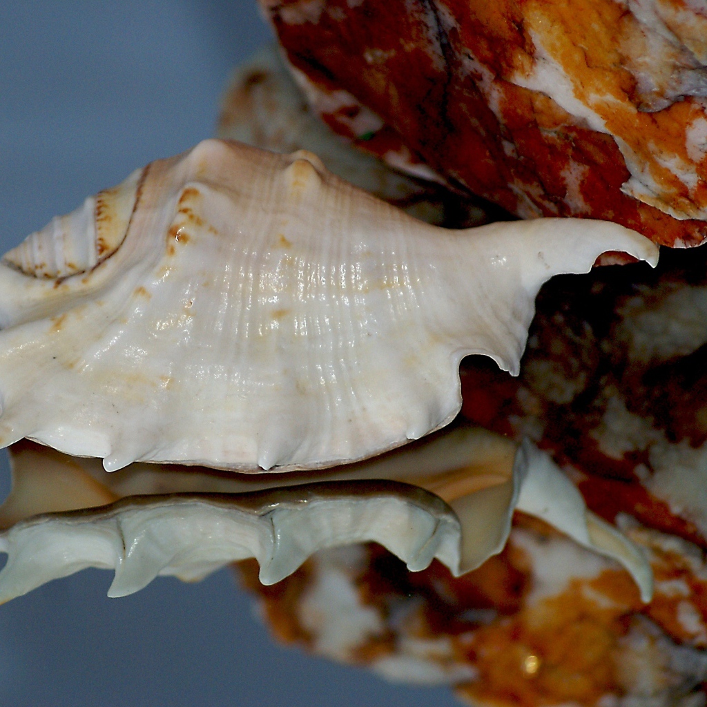 Белая ракушка отражается в зеркальной поверхности 