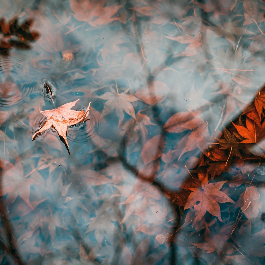 Осенние опавшие листья в холодной луже 