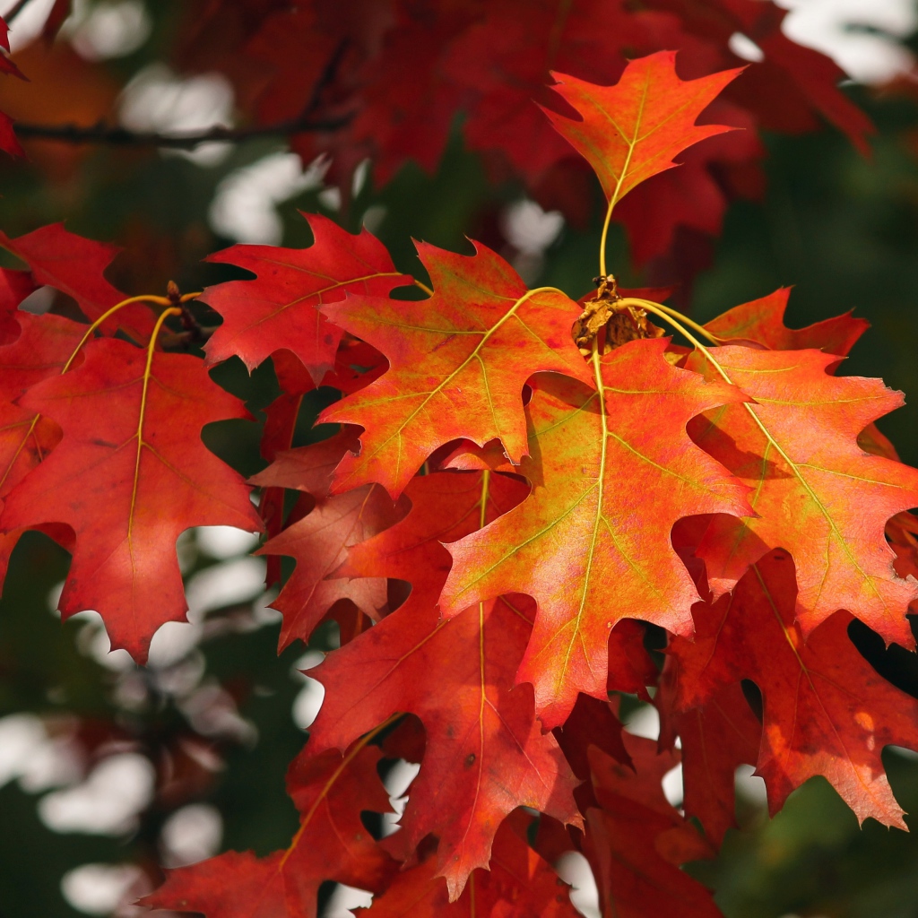 Красивые яркие красные листья на ветке дерева осенью 