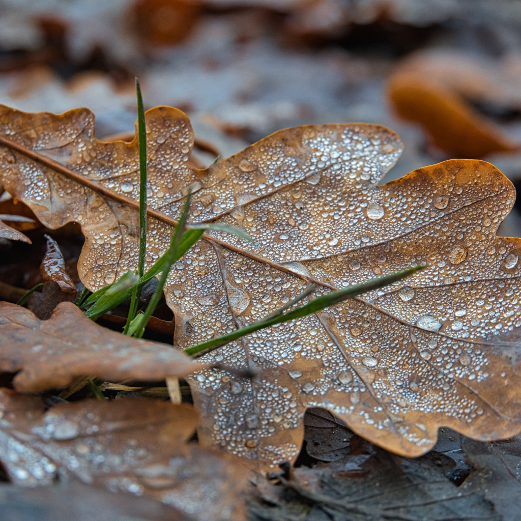 Fallen oak leaves in drops of dew