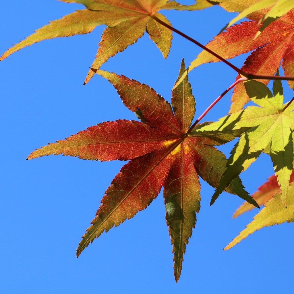 Оранжевые листья на дереве под голубым небом осенью 