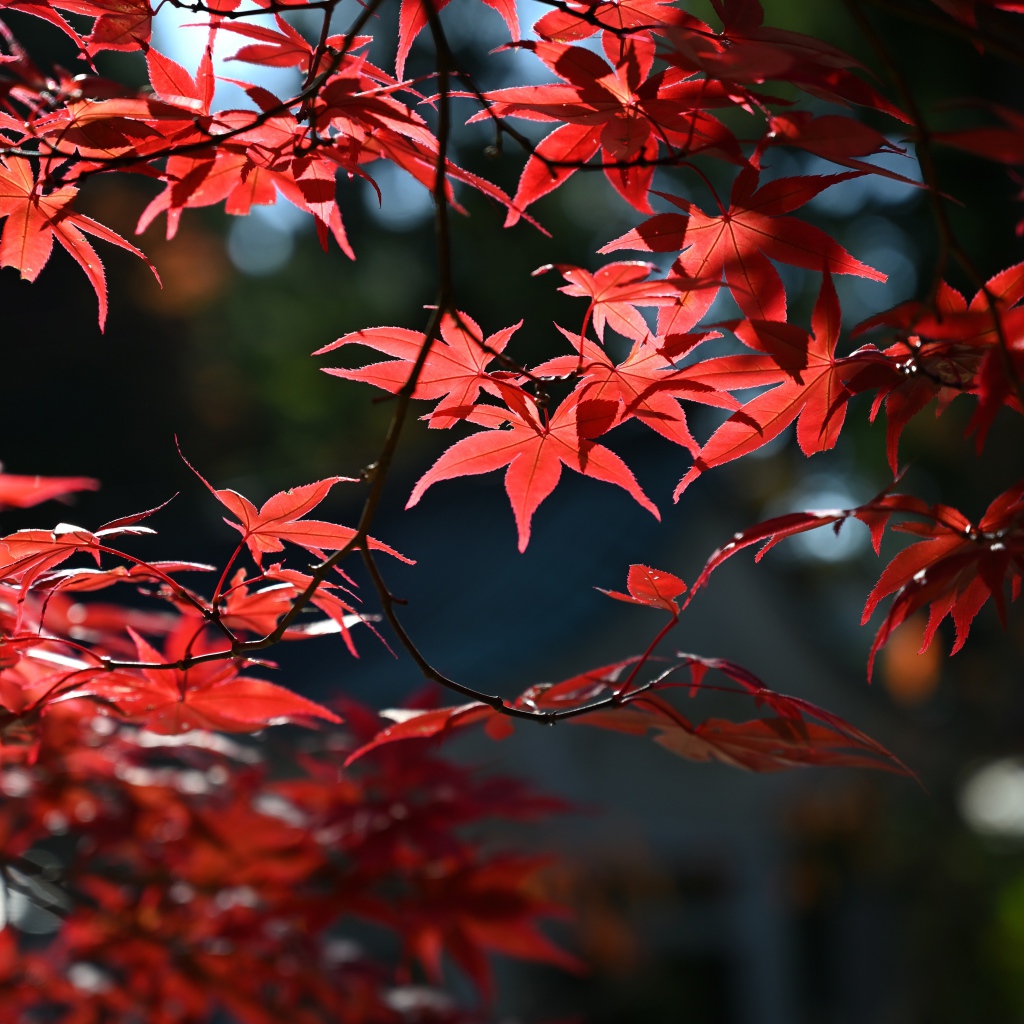 Красные листья в лучах солнца на дереве осенью 