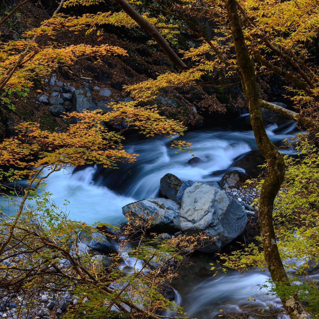Деревья с желтыми листьями у горного водопада 