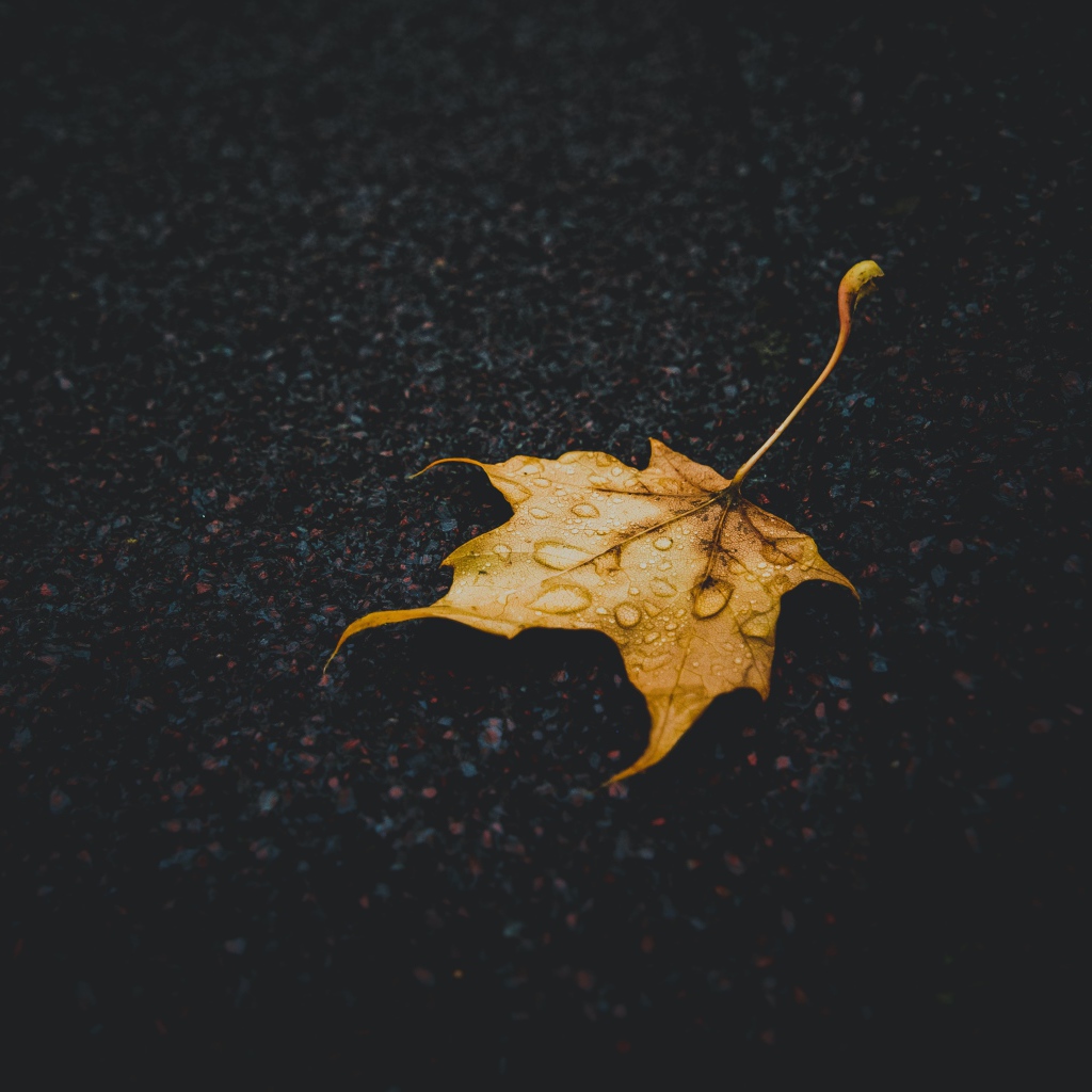 Желтый опавший лист на мокром асфальте