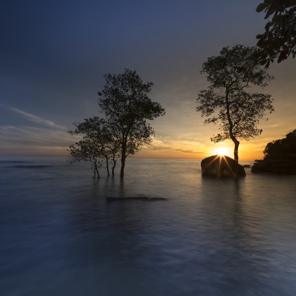Деревья в воде на закате солнца летом