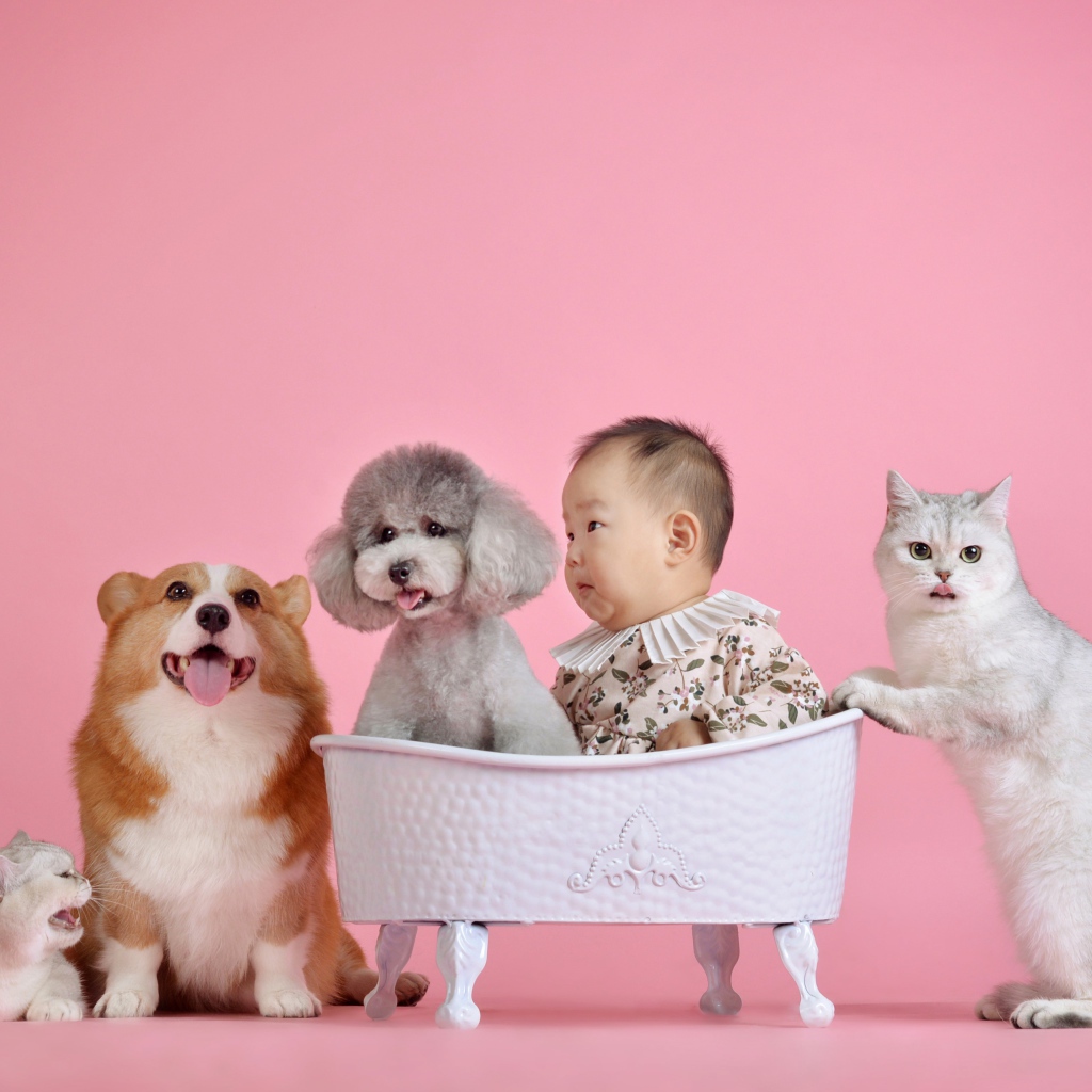 Маленький ребенок азиат с кошками и собаками на розовом фоне