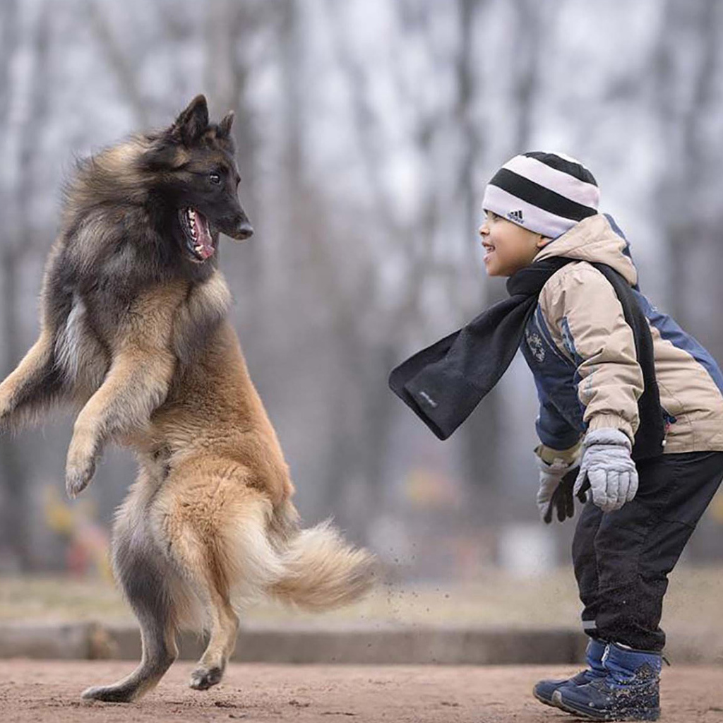Маленький мальчик играет с овчаркой