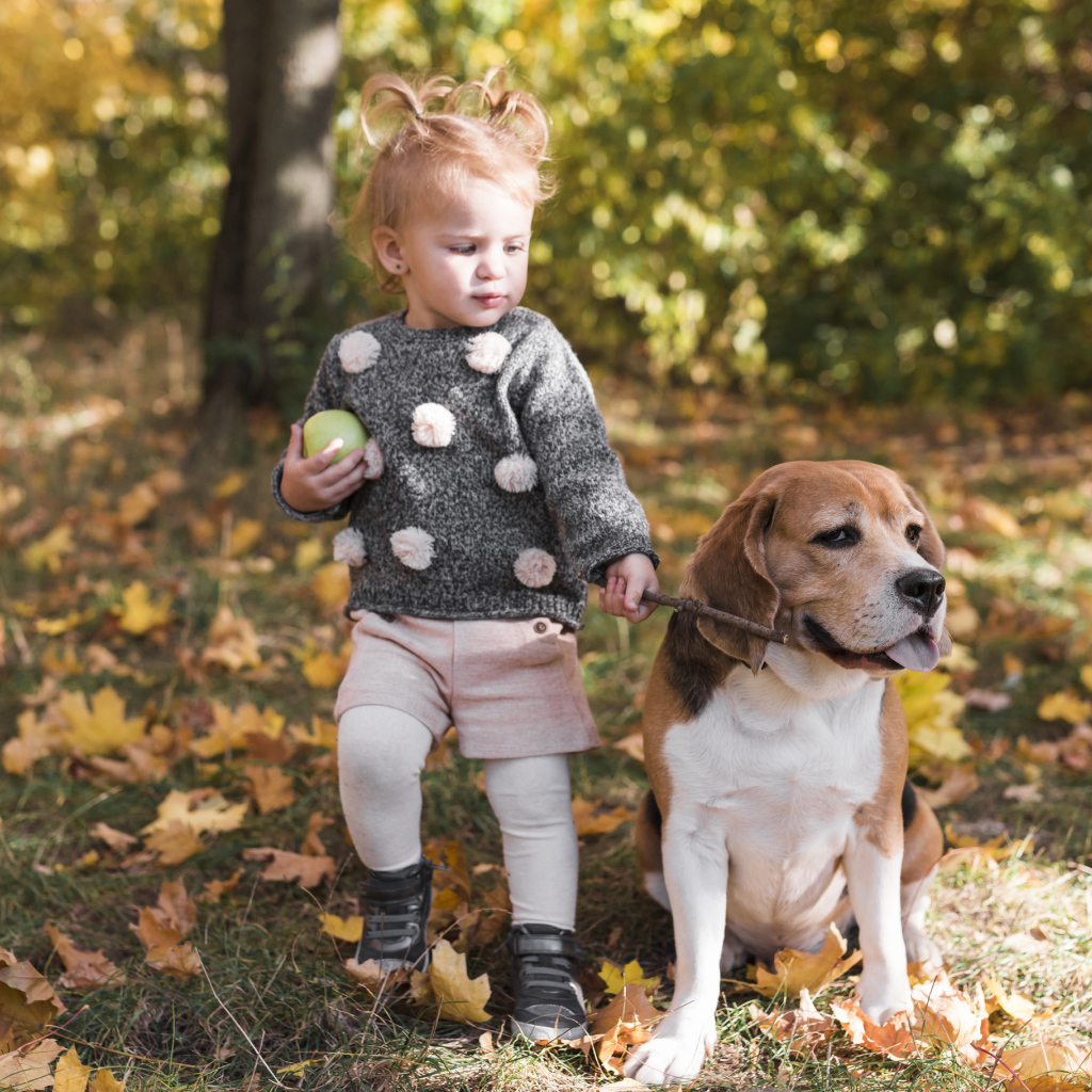Маленькая девочка с собакой породы бигль в осеннем парке 