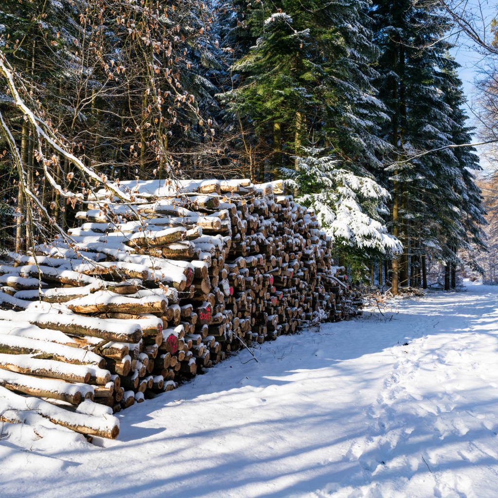 Заготовленные дрова в заснеженном лесу 