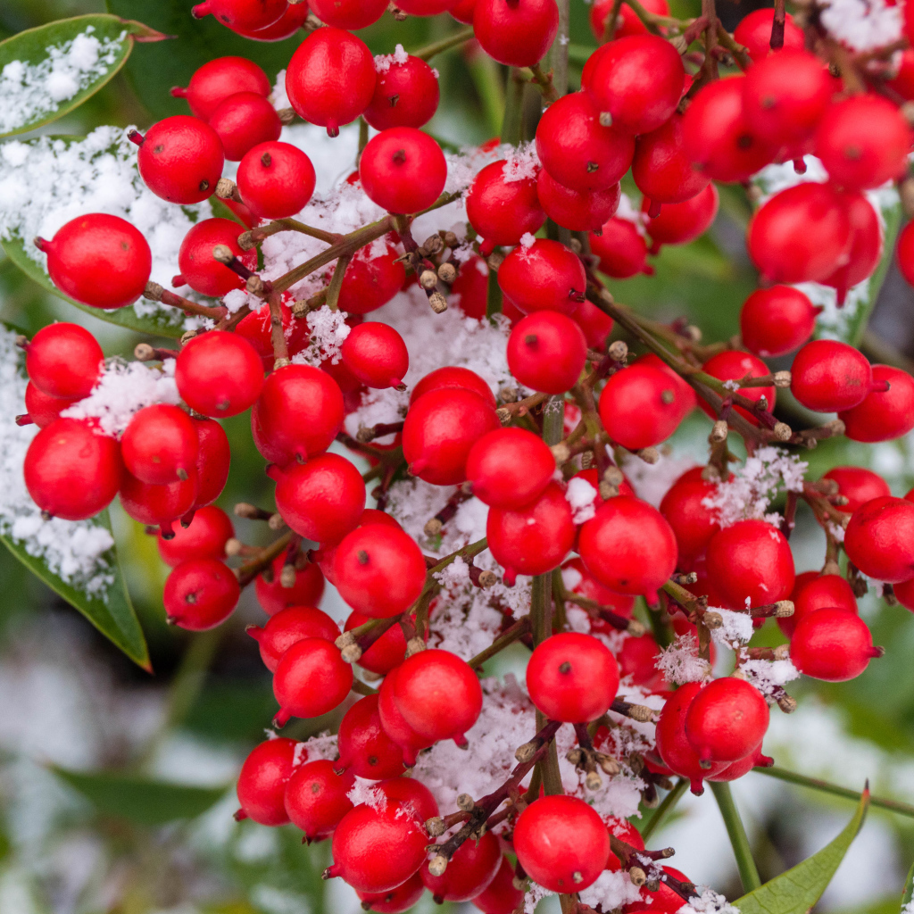 Красные ягоды калины в снегу