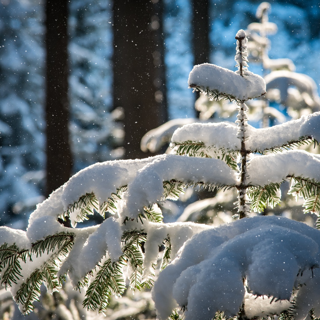 Маленькая заснеженная ель в холодном зимнем лесу 