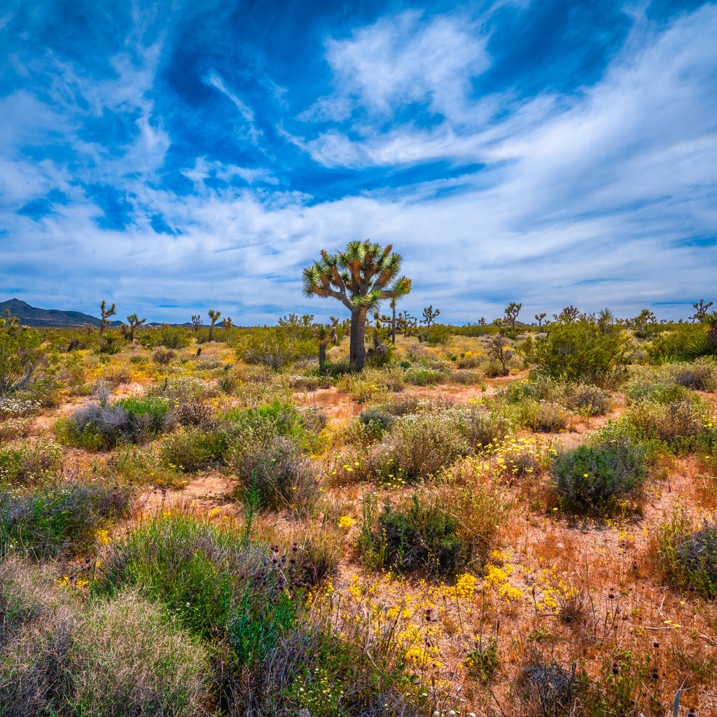 Колючие кактусы в национальном парке Калифорнии под красивым небом, США