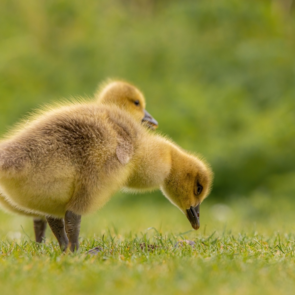 Два маленьких желтых утенка на зеленой траве 