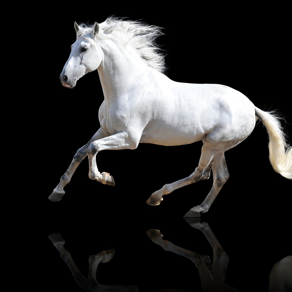 Большой белый конь на черном фоне
