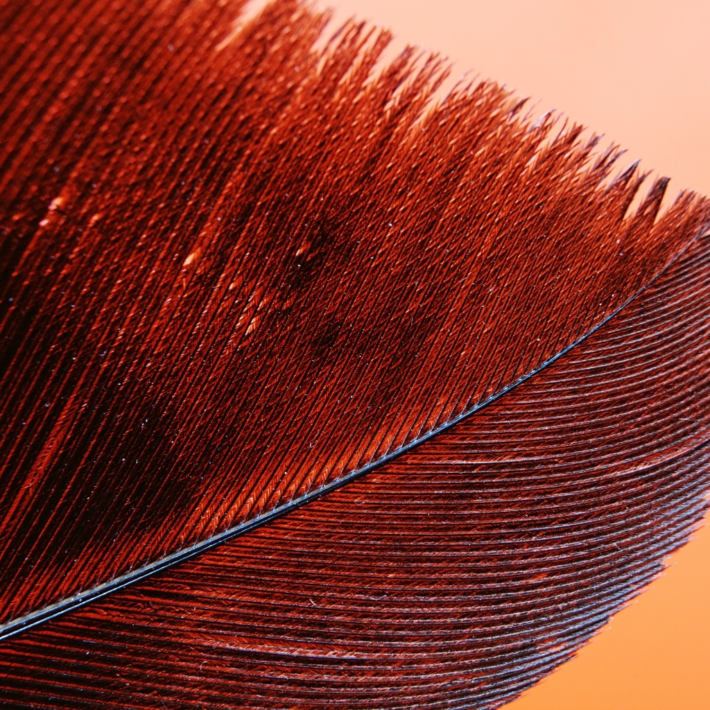 Красное перо крупным планом