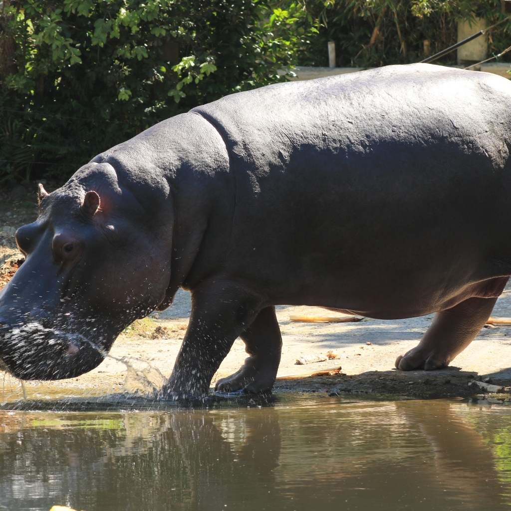 Большой гиппопотам идет по воде