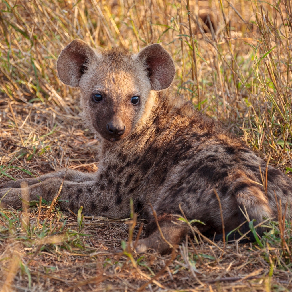 Детеныш гиены лежит на траве