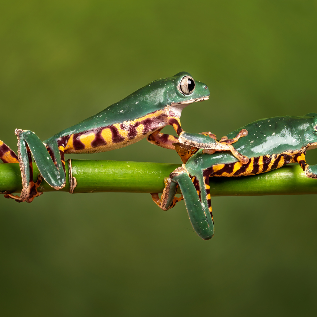 Две зеленые лягушки на ветке