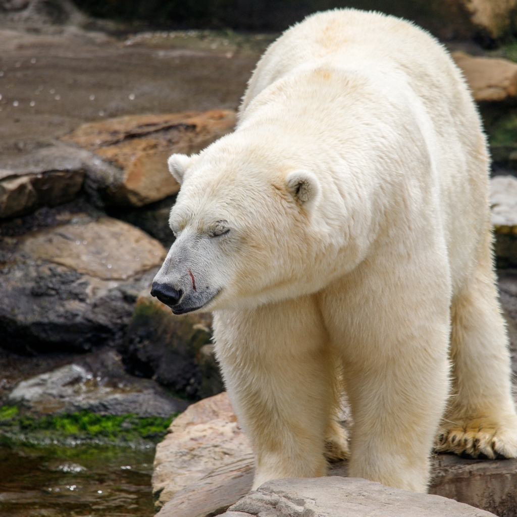 Большой белый медведь стоит у воды в зоопарке