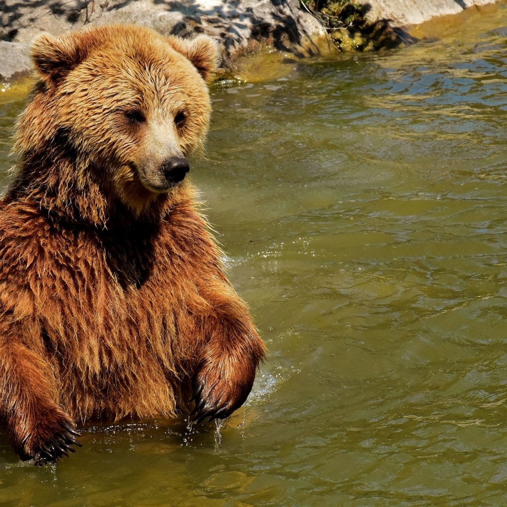 Большой бурый медведь в воде