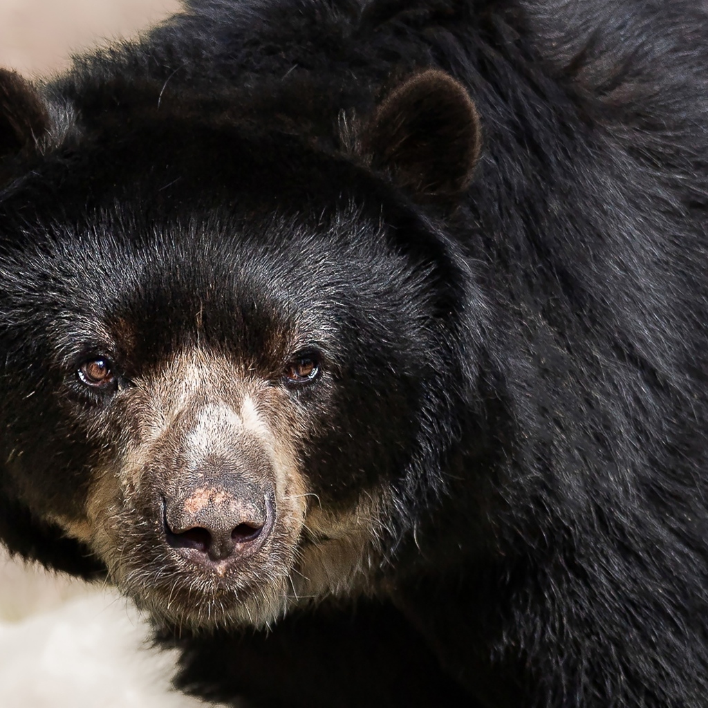 Большой бурый дикий медведь крупным планом
