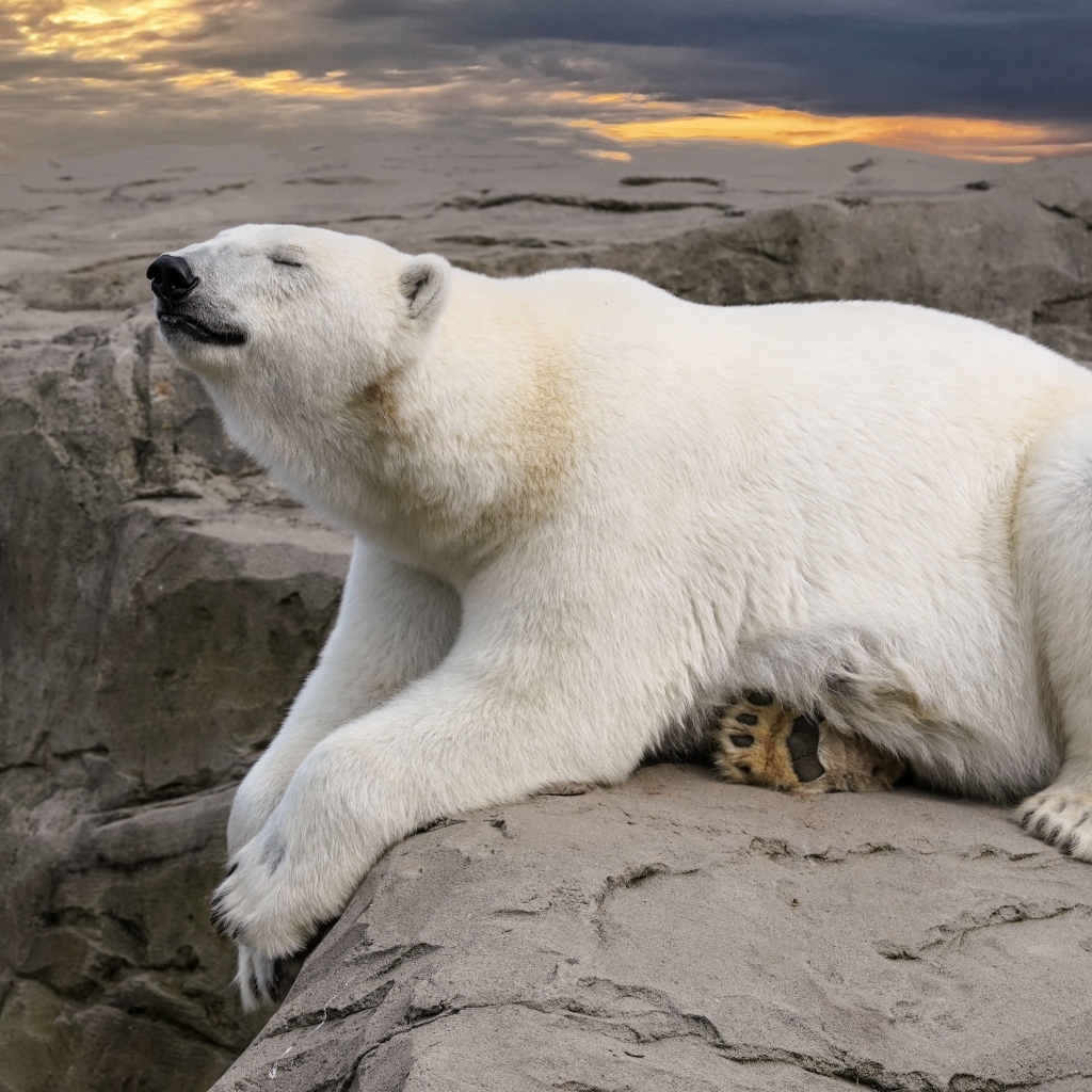 Большой белый медведь спит на камне