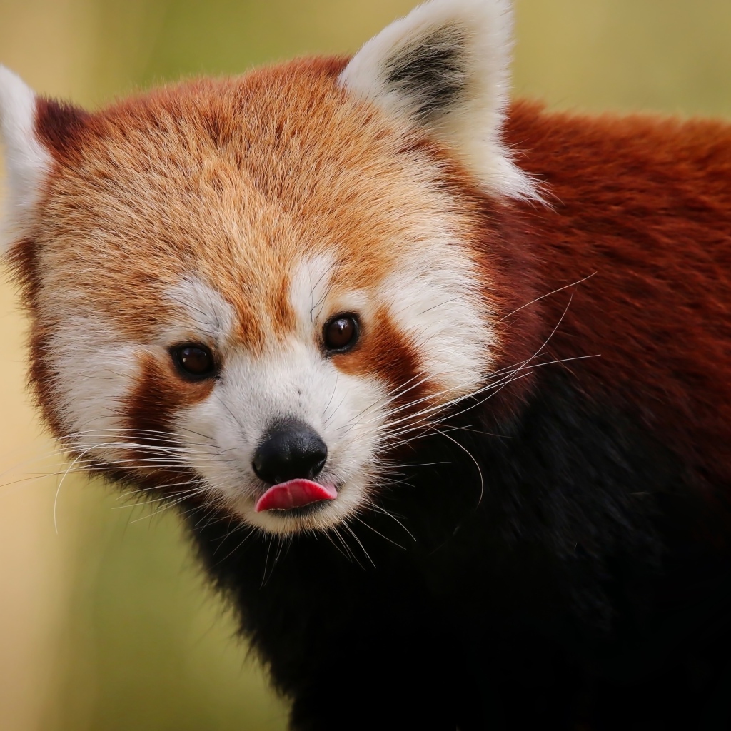 Большая красная панда с высунутым языком
