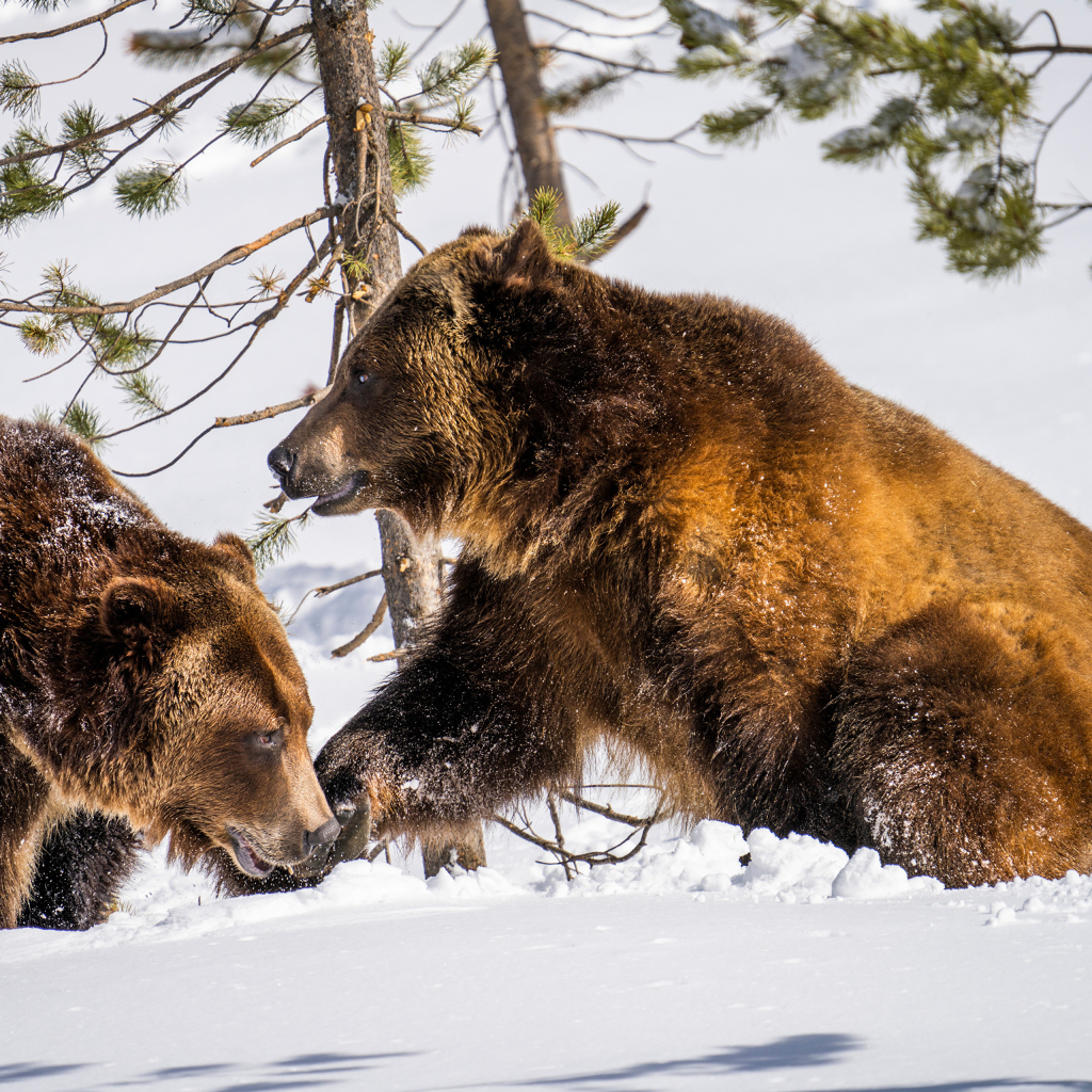 Два бурых медведя на снегу