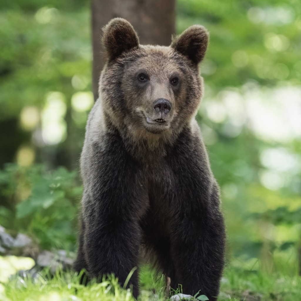 Молодой бурый медведь в лесу