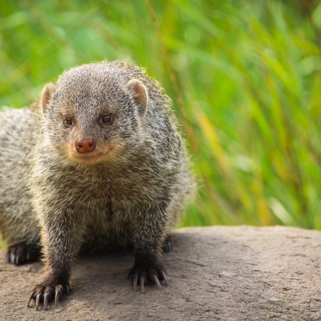 Большой серый мангуст сидит на камне