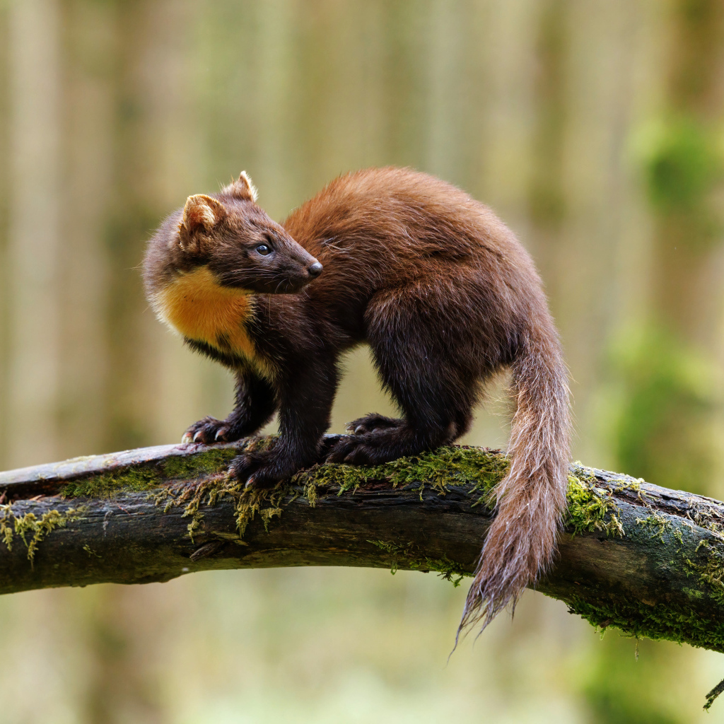 Красивая куница сидит на ветке