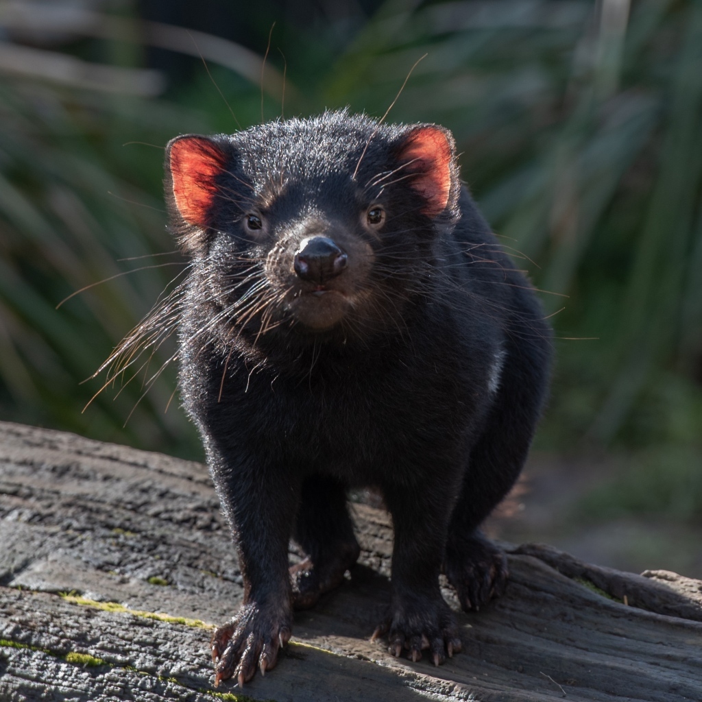 Черный тасманский дьявол вблизи