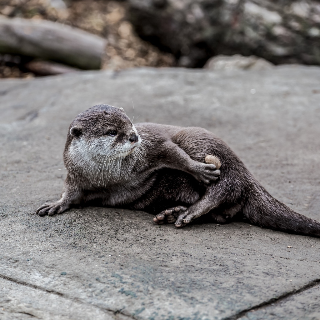 Милая выдра отдыхает на камне