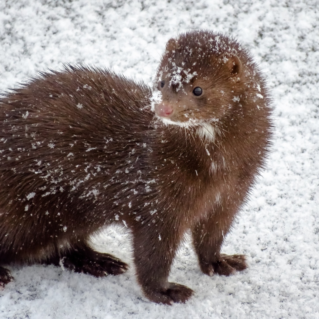 Пушистая норка в снегу зимой