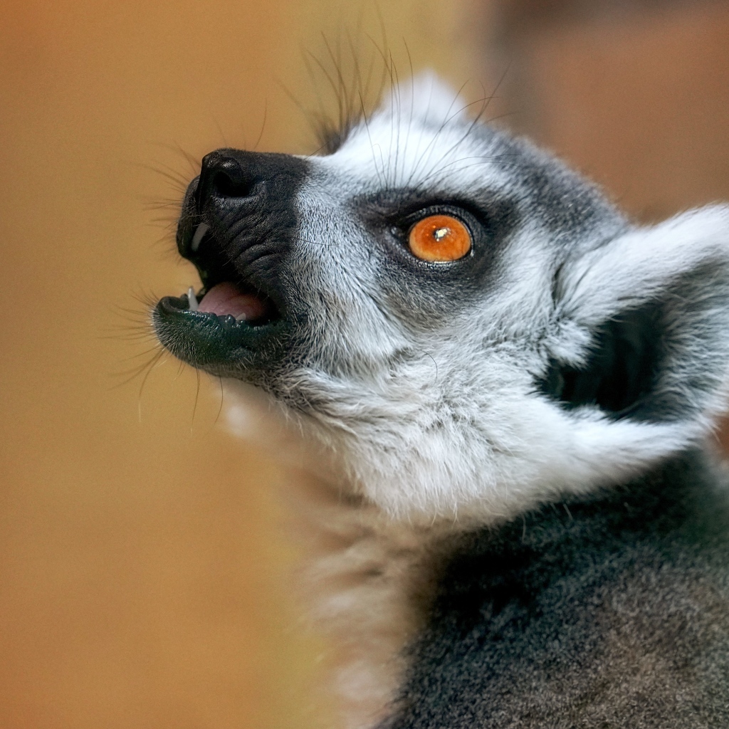 Голова лемура с желтыми глазами