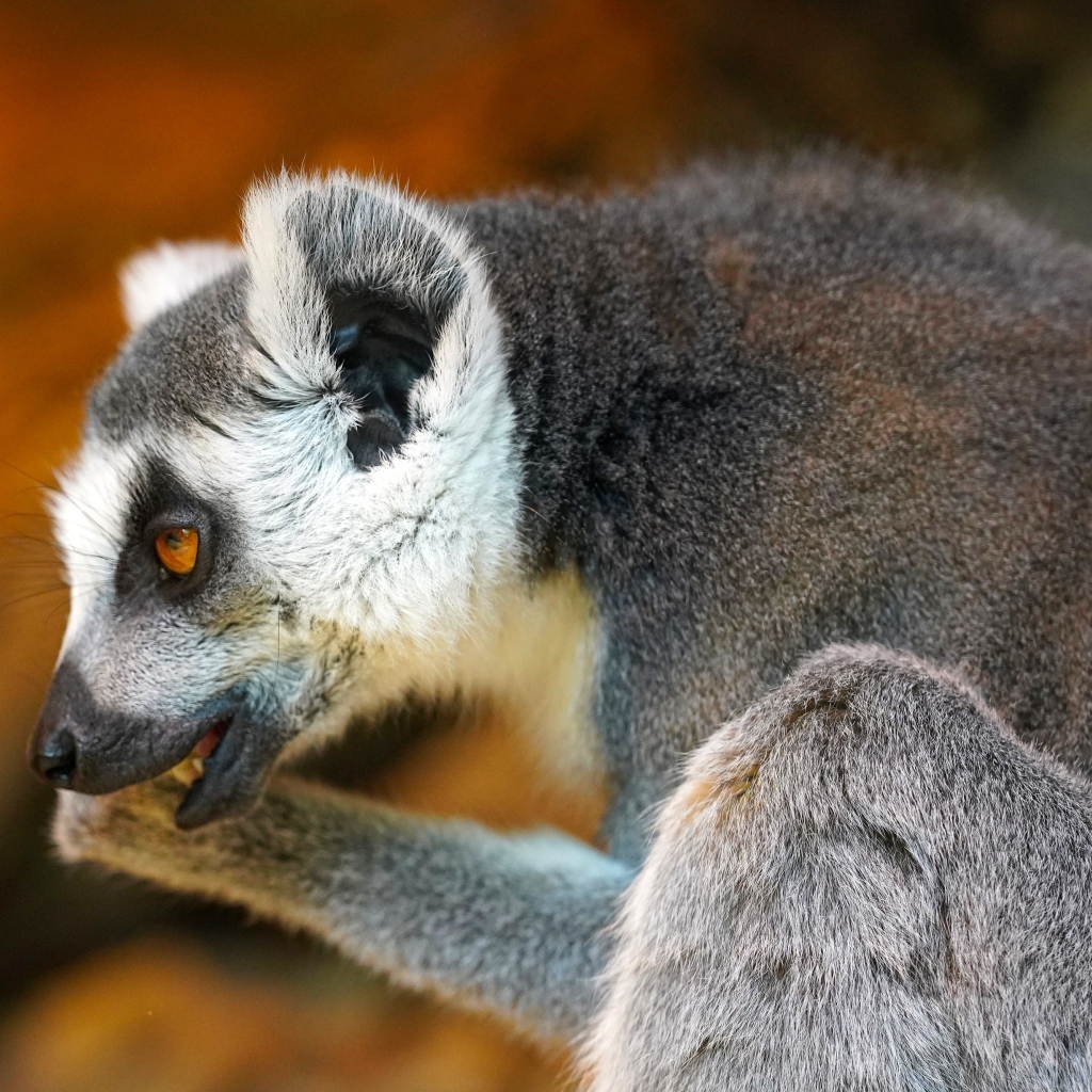 Лемур с открытым ртом крупным планом