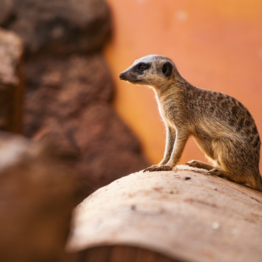 Маленький сурикат на камне крупным планом