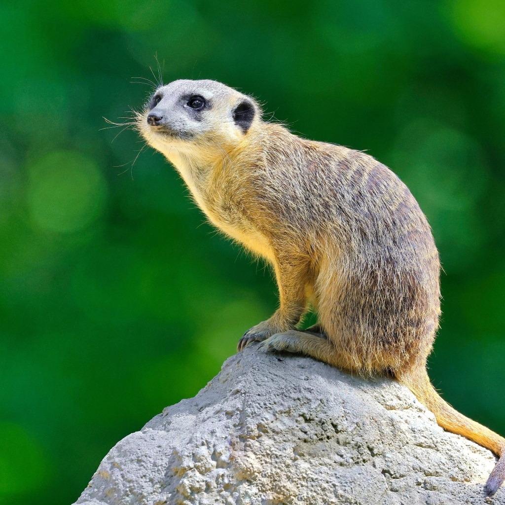 Маленький сурикат сидит на камне