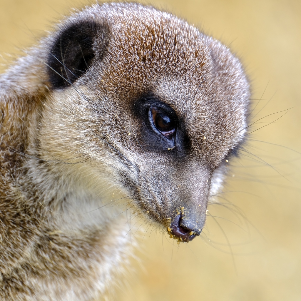 Голова суриката крупным планом