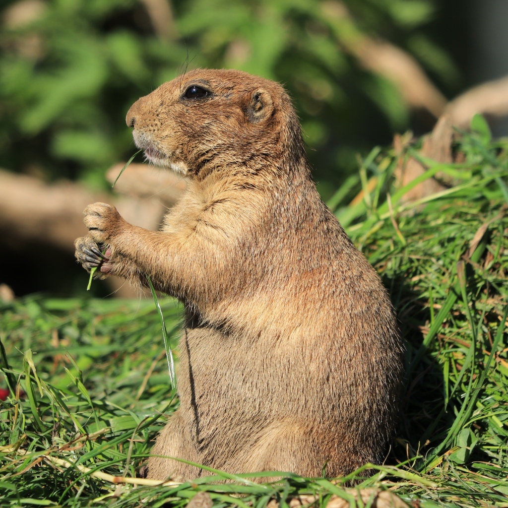 Луговая собачка грызет траву