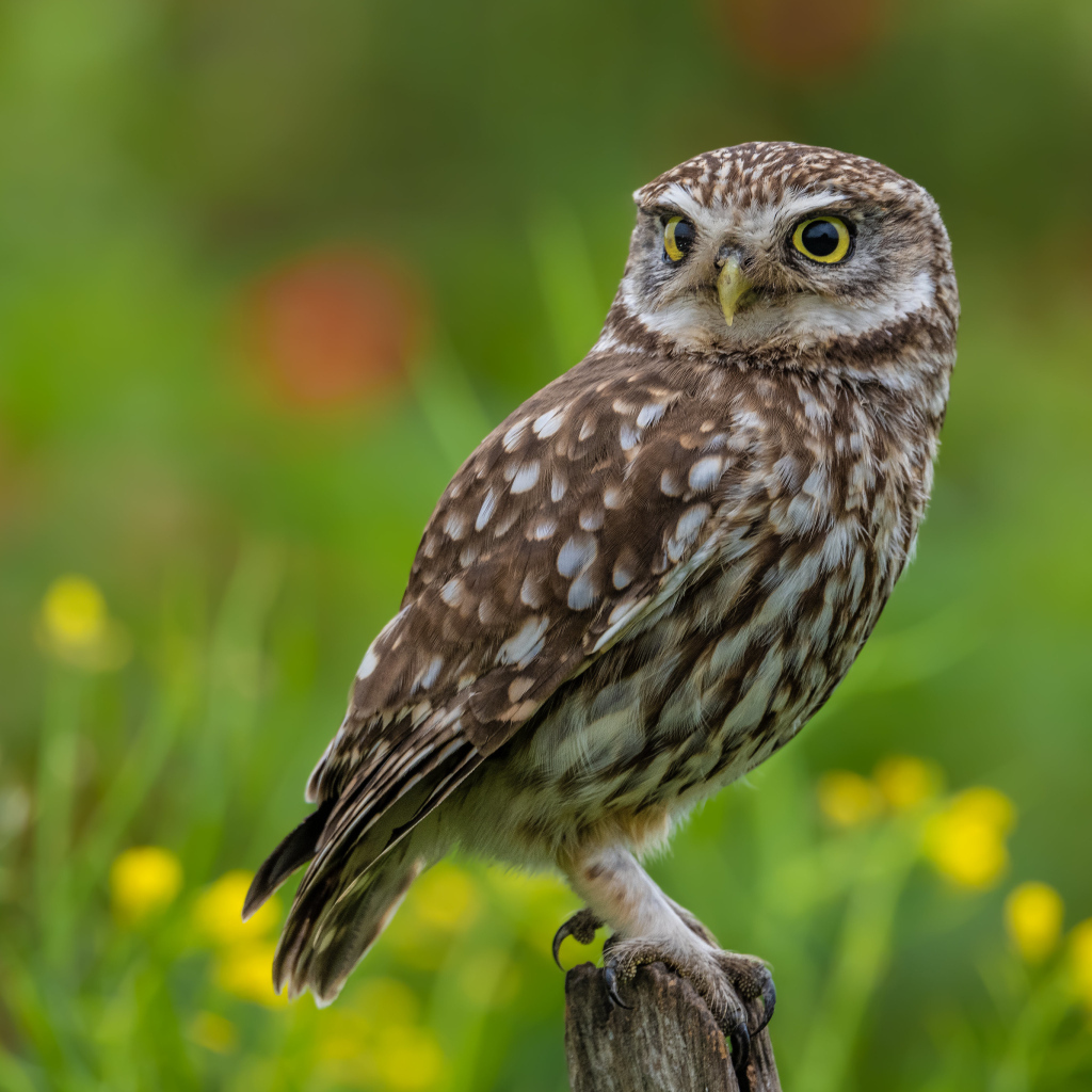 Красивая большая сова с желтыми глазами сидит на дереве