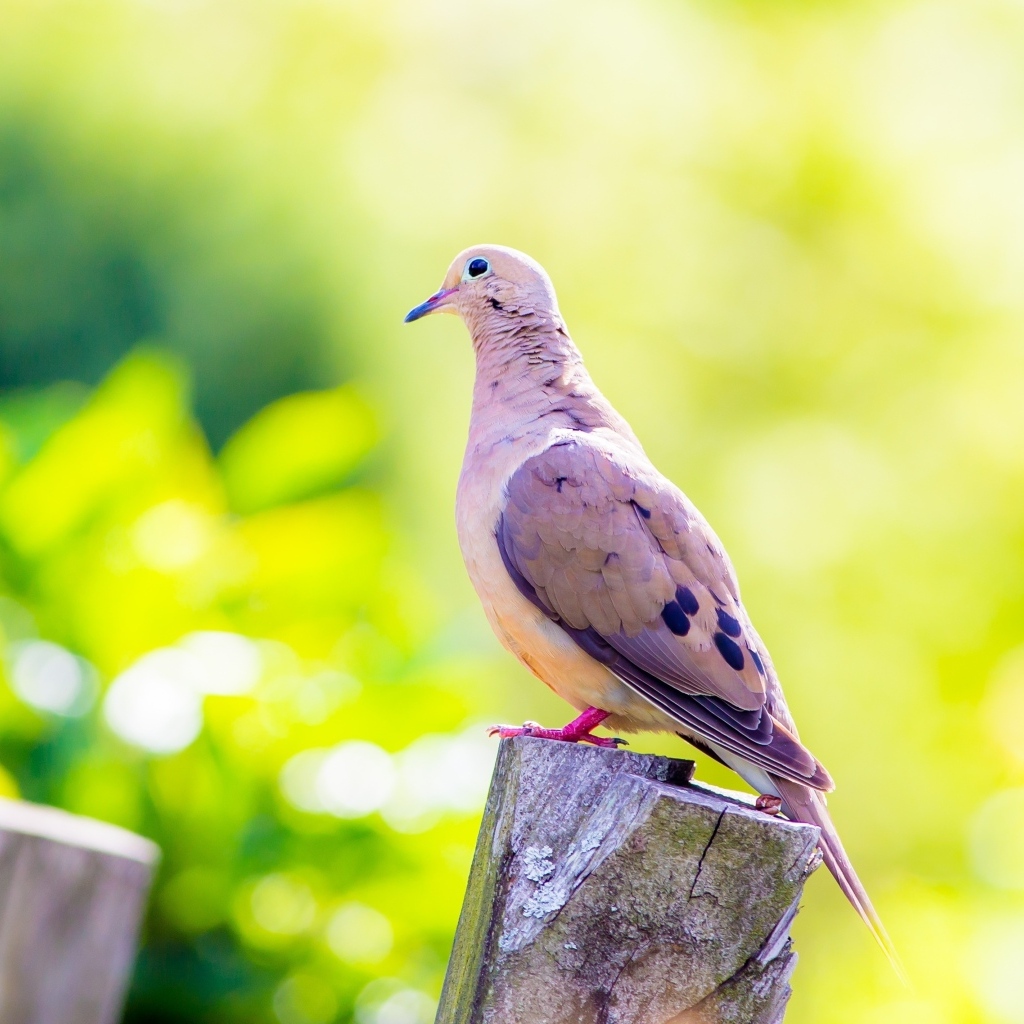 Красивый голубь сидит на пне