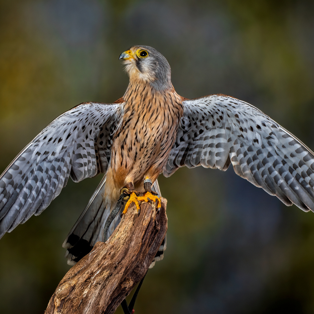 Красивый сокол готовится взлететь