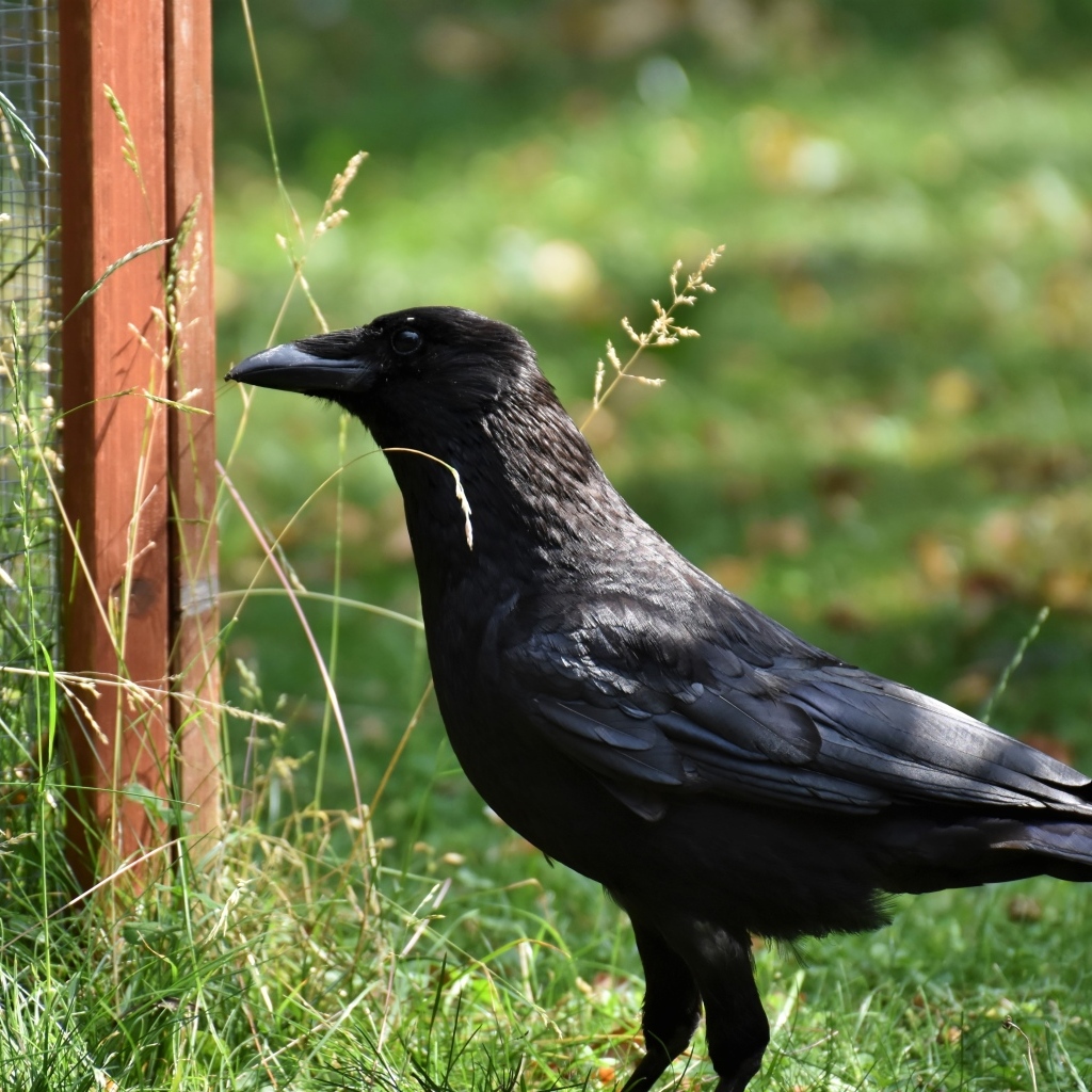 Большой черный ворон стоит на траве